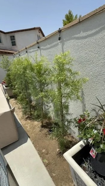 Young trees planted in a new bed along a stucco side-yard wall