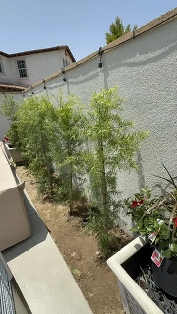 Newly planted shrub bed along a stucco wall beside a concrete path in Orange County, California